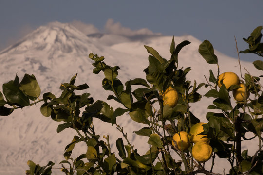 La coltivazione del "Limone dell'Etna IGP"