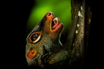 Sunda flying lemur - Galeopterus variegatus or Sunda colugo or Malayan flying lemur or Malayan...