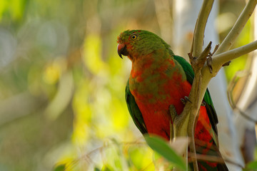 Australian King Parrot - Alisterus scapularis  green and red bird endemic to eastern Australia, in humid and heavily forested upland regions, including eucalyptus wooded areas
