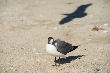Galveston Seagulls