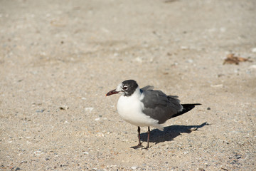 Galveston Seagulls