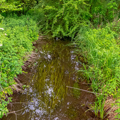 Fototapeta na wymiar River Test in Mottisfont, Hampshire, United Kingdom