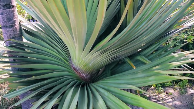 Young decorative palm tree leaves stirred by light breeze.