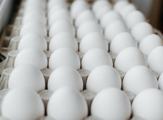 Tray of white fresh eggs close-up on a cardboard form. Agricultural industry