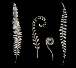 set of four Monochrome beautiful  white beige realistic  fern branch leaves isolated on black background