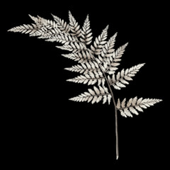 Monochrome white beige fern branch leaves isolated on black background