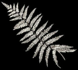 Monochrome white beige realistic  fern branch leaf isolated on black background