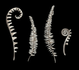 set of four Monochrome white beige realistic  fern branch leaf isolated on black background