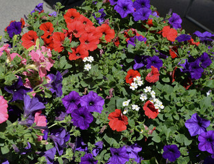 Bright petunias in garden pots.