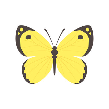 モンキチョウ」の写真素材 | 1,023件の無料イラスト画像 | Adobe Stock