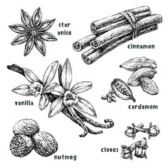 Vintage hand drawn set with dessert spices. Vector illustration isolated on white. Star anise, nutmeg, cinnamon, cardamom, vanilla, cloves