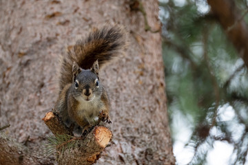 Curious cute brown squirrel,, posing at a pine tree trunk