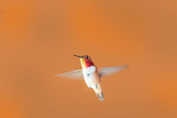 Hummingbird flying around with unsharp wings a brown background, British Columbia, Canada © Dasya - Dasya