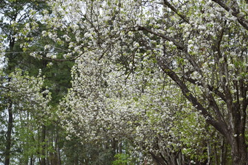 tree in bloom