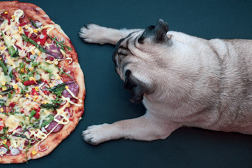 Dog pug waiting command to eat pizza, snack