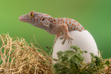 Close-up side view of a tokay gecko hatchling crawling out of an eggshell, Indonesia