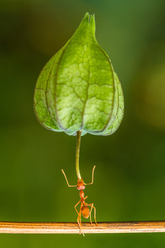 Portrait of an ant carrying a physalis, Indonesia