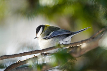 Fototapeta premium シジュウカラ