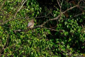 wild bird japanese waxwing on branch