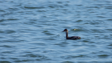 American coot, Fulica americana