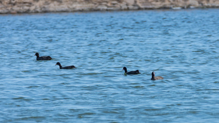American coot, Fulica americana