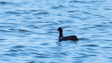 American coot, Fulica americana