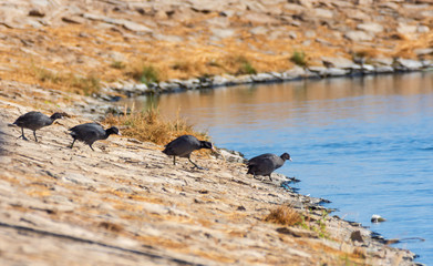 American coot, Fulica americana