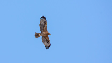 Bonelli's eagle, Aquila fasciata