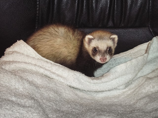 Small cute ferret baby with a towel