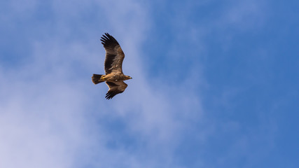 Eastern imperial eagle