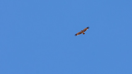 Fototapeta na wymiar Eastern imperial eagle