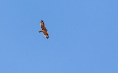 Eastern imperial eagle