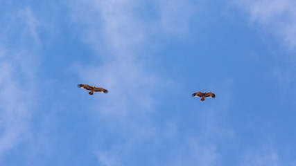 Eastern imperial eagle