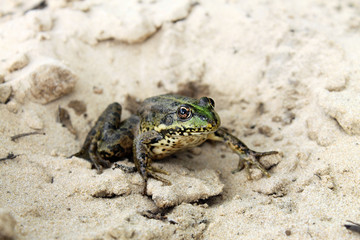 green river frog sitting on the sand