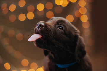 Funny flat retriever puppy shows tongue