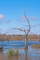 Distinctive Tree Trunk in a Wetland Lake