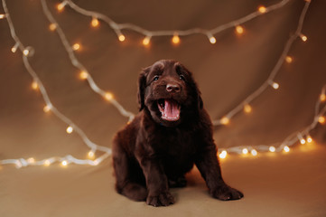 Chocolate flat retriever puppy yawning , christmas garland back
