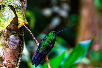 a green blue violet wild hummingbird sits on a branch in the tropical mountain cloud forests of Costa Rica