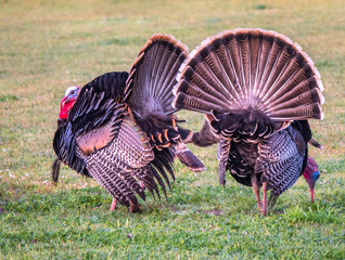 A pair of male (Tom) wild turkeys (Meleagris gallopavo), with plume of feathers spread in courting display, in full mating colors, in the hills of Monterey, California.