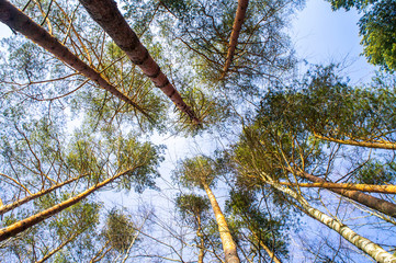 View of the treetops. Coniferous forest crowns for background