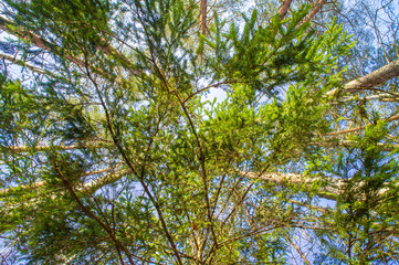 View of the treetops. Coniferous forest crowns for background