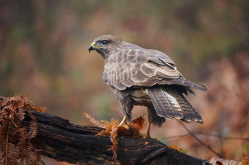 Buzzard perched on a branch