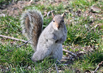 Squirrel