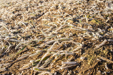 Spring grass on the field close-up for background