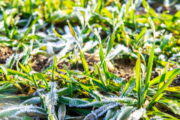 Beautiful green grass with frozen ice closeup for background