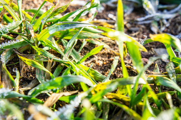 Beautiful green grass with frozen ice closeup for background