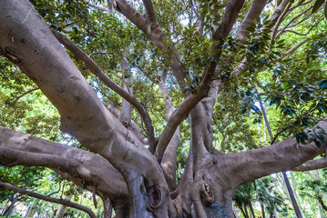 Branches of Moreton Bay fig in Bellini Garden park in Catania city on Sicily, Italy