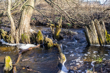Old broken dam in winter with wooden stilts on the river