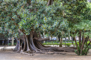 Old Moreton Bay fig in Bellini Garden park in Catania city on Sicily, Italy