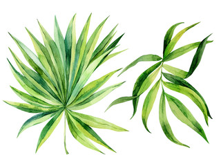 Tropical palm leaf on an isolated background, watercolor painting, botanical illustration, floral design, stock illustration.